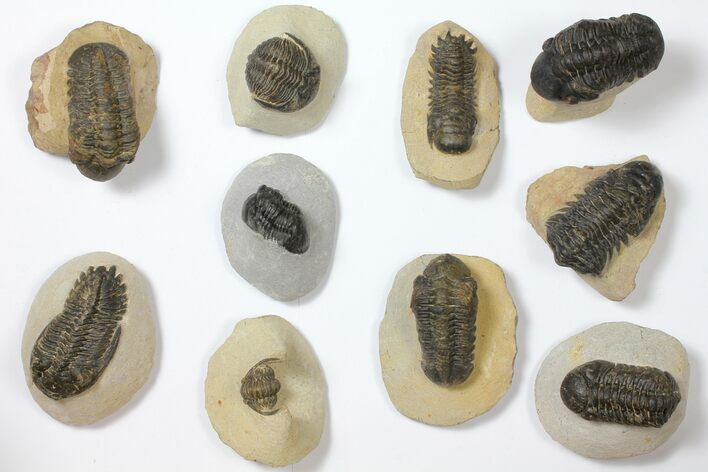 Lot: Assorted Devonian Trilobites - Pieces #119919